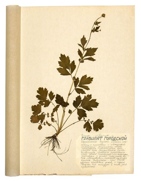 Рубрика: Полевые заметки – гербарий Западной Сибири (от 30.01.2026)