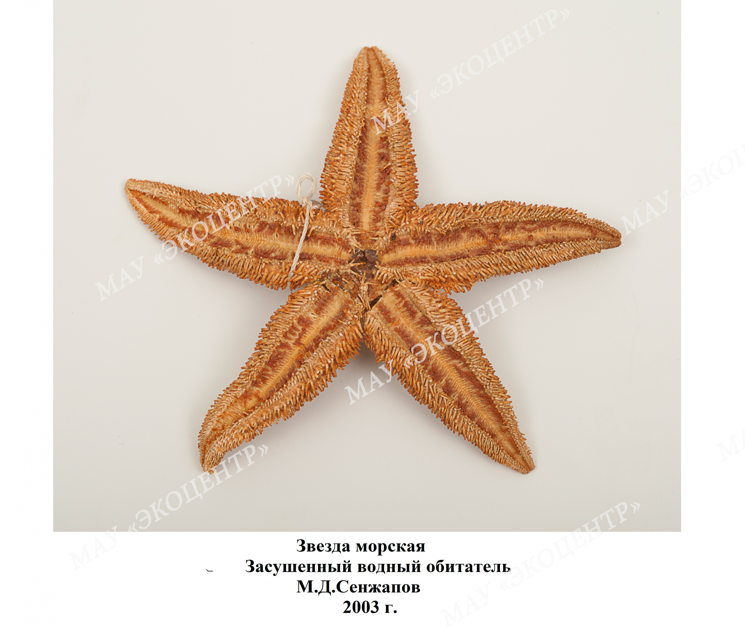 Звезда морская / Засушенный водный обитатель / М.Д.Сенжапов 2003 г.