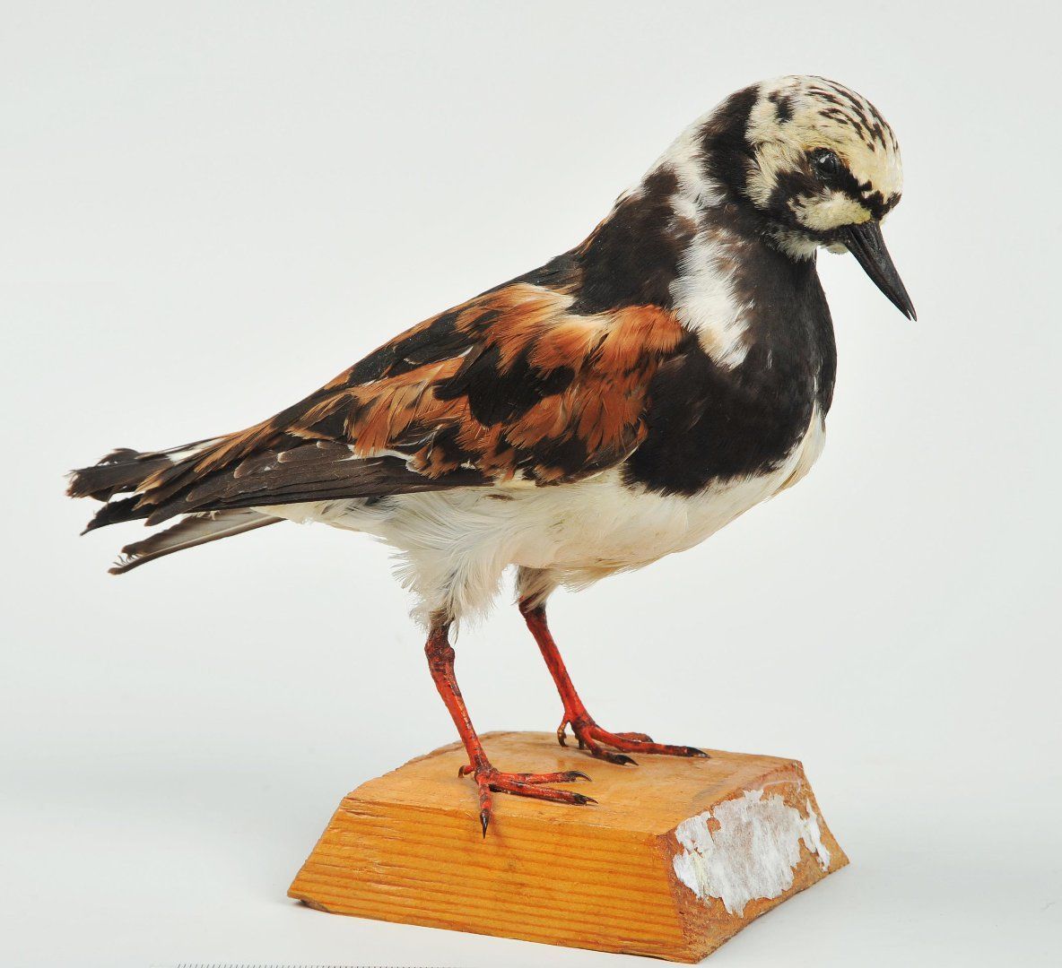 Акция «Оживи музейный экспонат» - кулик!