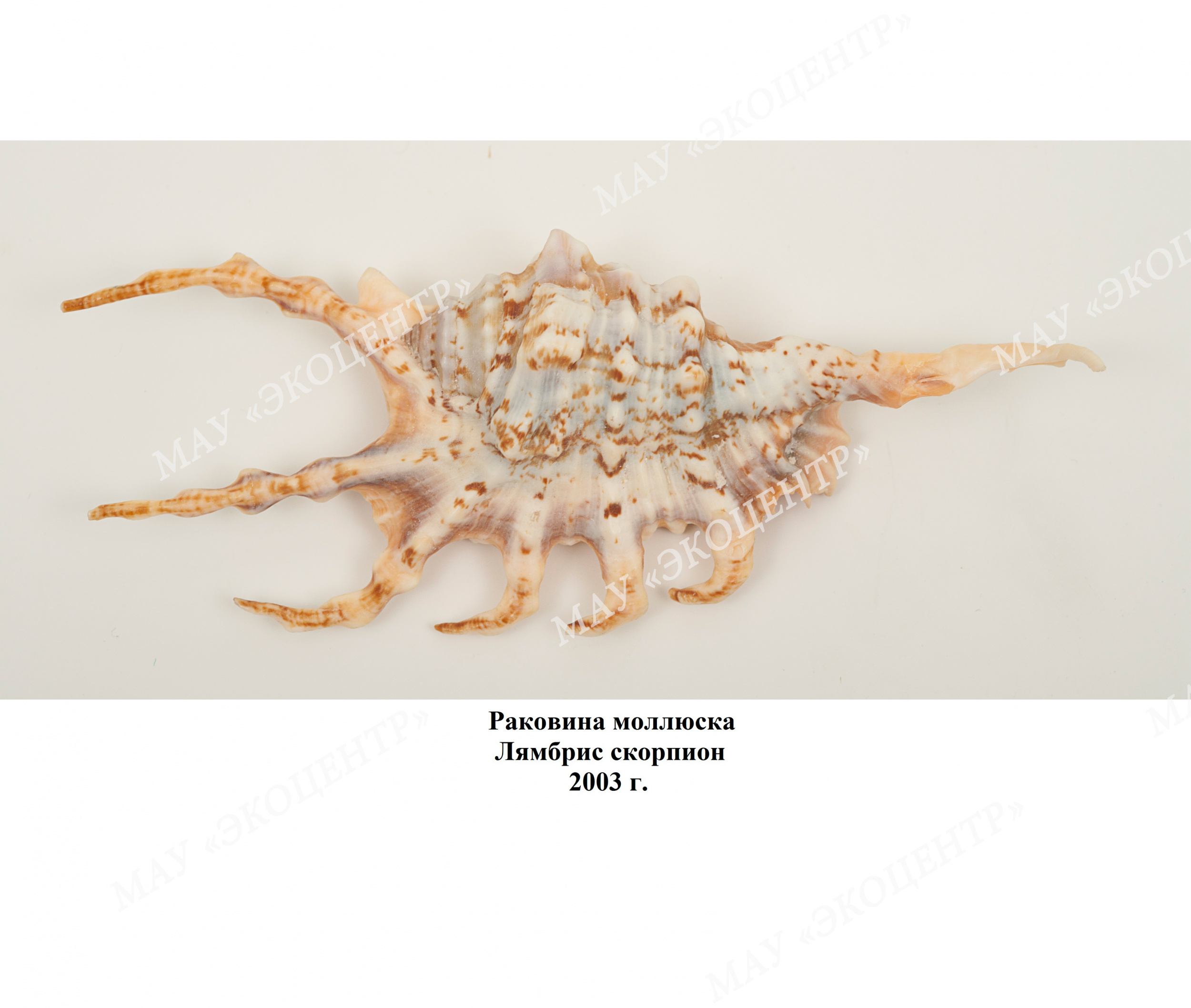 Раковина моллюска / Лямбрис скорпион / 2003 г.